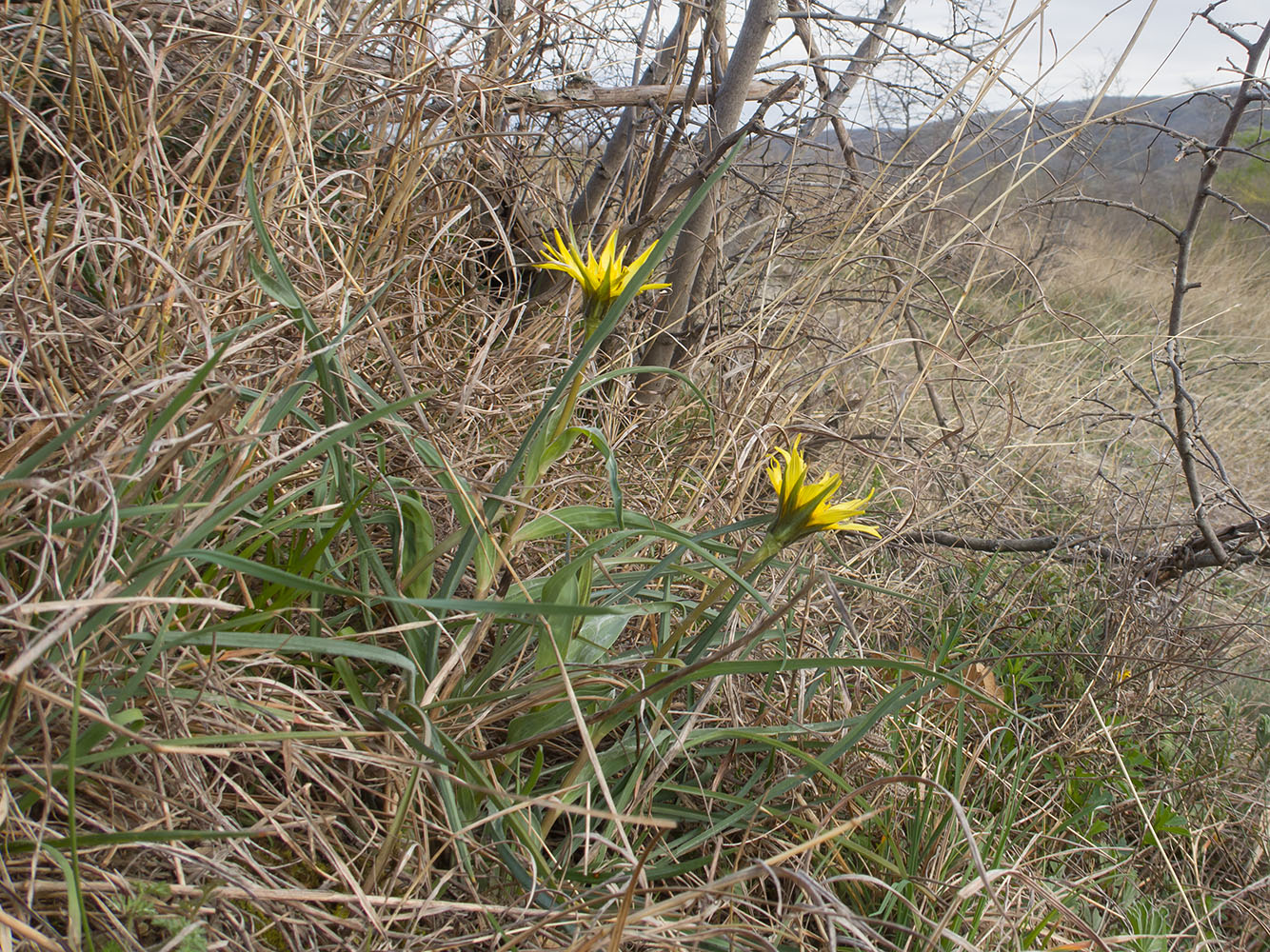 Изображение особи Tragopogon brevirostris.