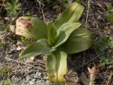 семейство Orchidaceae