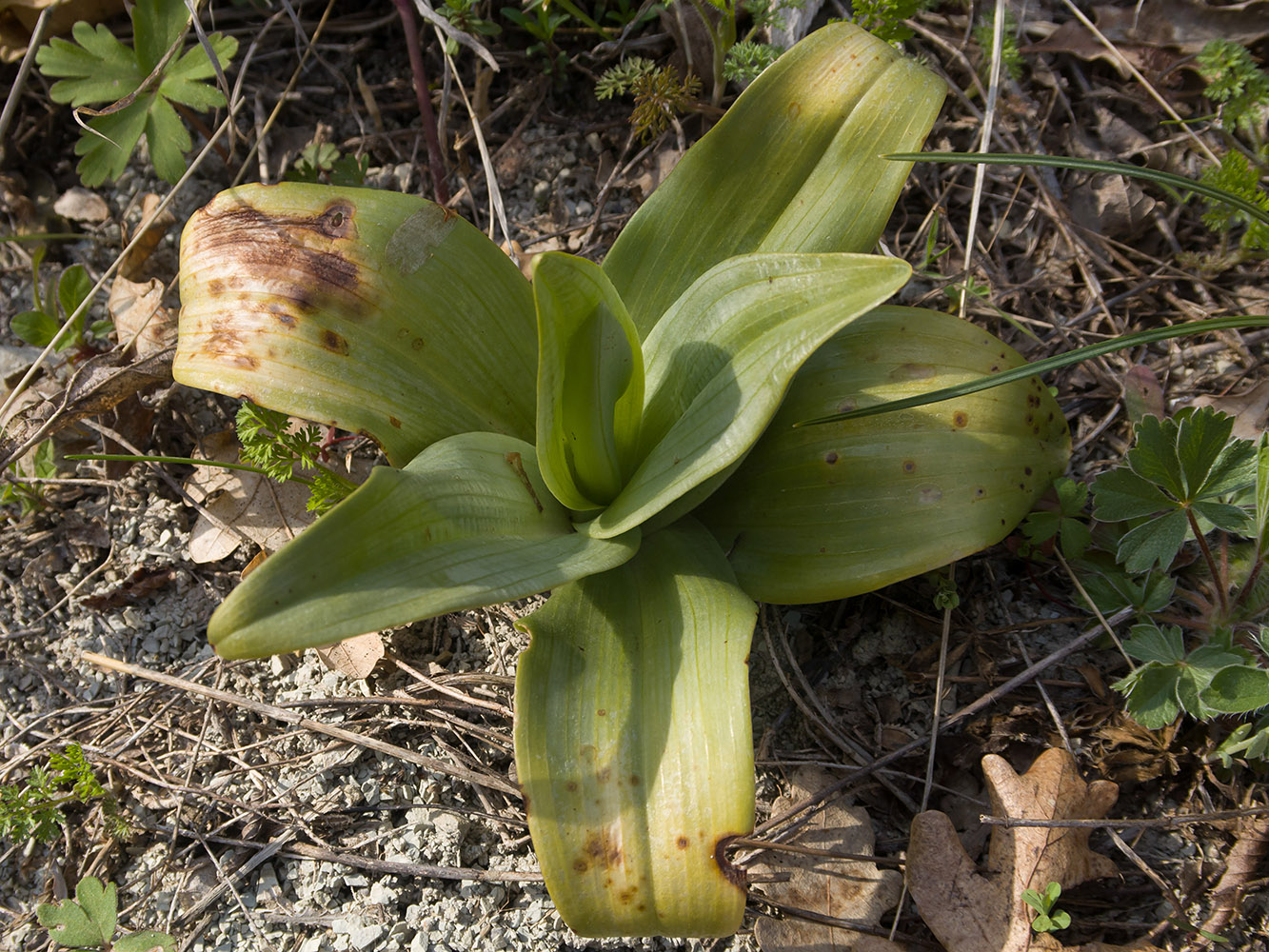 Image of familia Orchidaceae specimen.