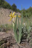 Смотреть изображение Iris halophila