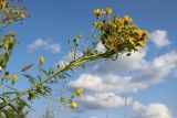 View full-size image Hieracium umbellatum