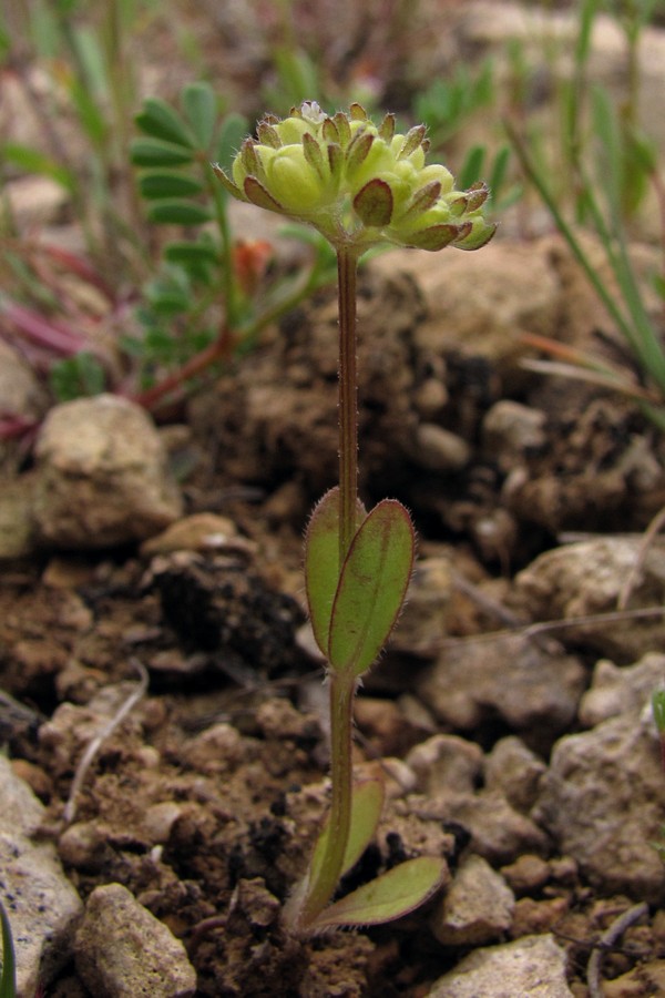 Изображение особи Valerianella turgida.