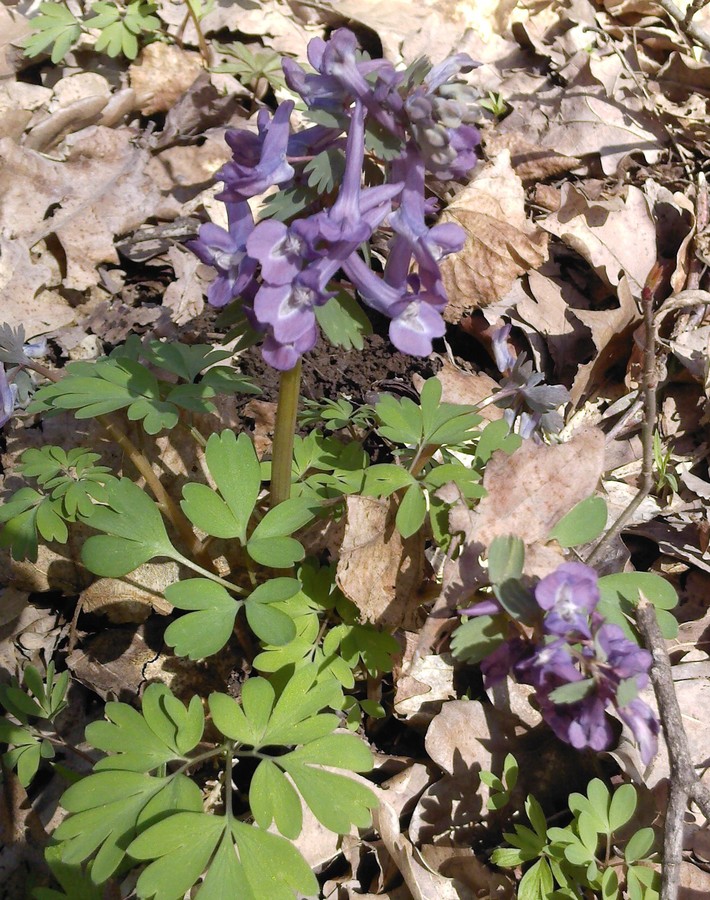 Image of Corydalis solida specimen.