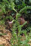 Vicia ervilia. Верхняя часть цветущего растения. Южный Берег Крыма, хр. Ай-Юри. 27 мая 2011 г.