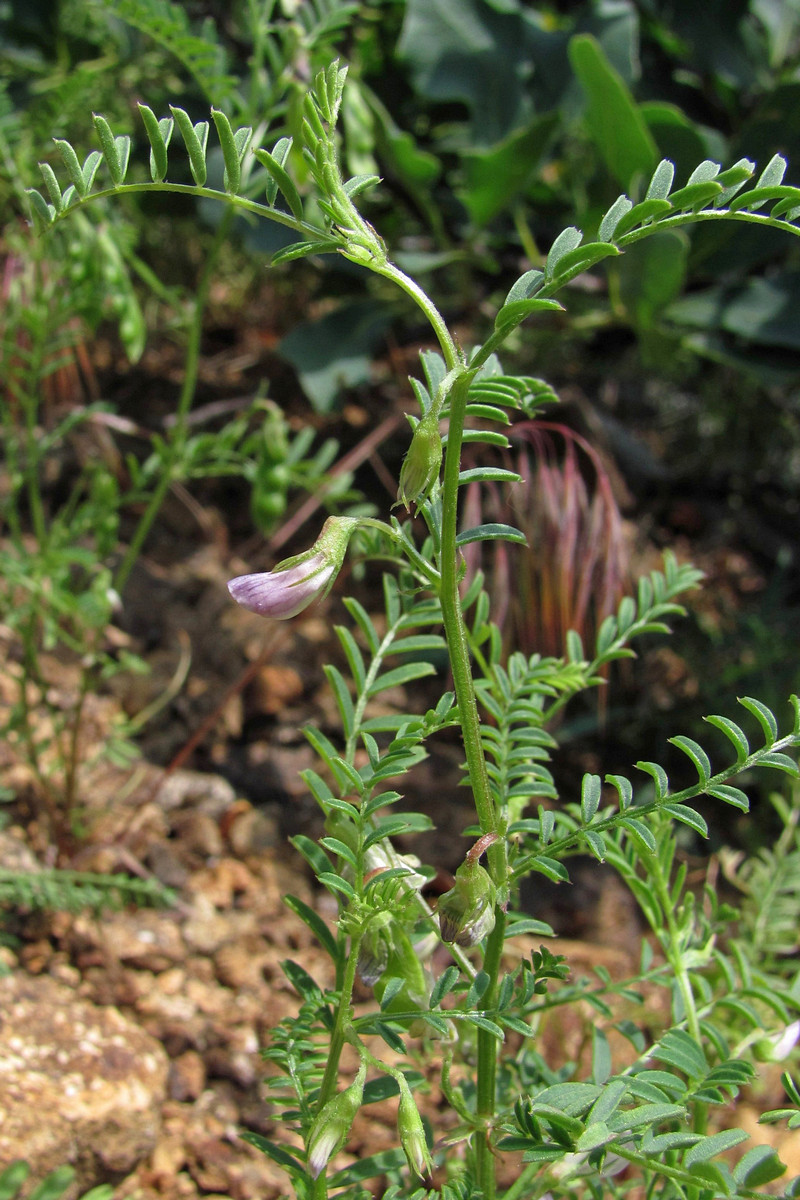 Image of Vicia ervilia specimen.