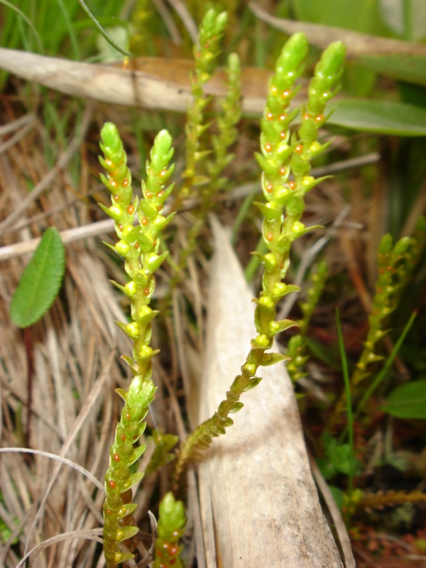 Image of Selaginella helvetica specimen.