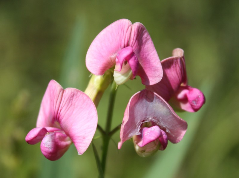 Изображение особи Lathyrus sylvestris.