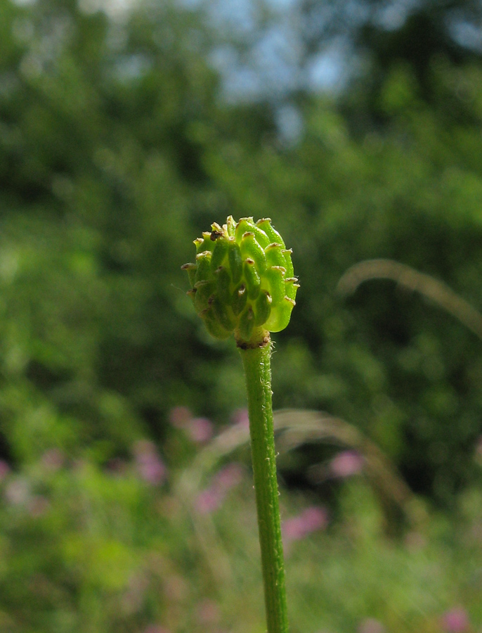 Image of genus Ranunculus specimen.