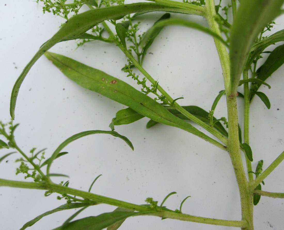 Image of Teloxys aristata specimen.