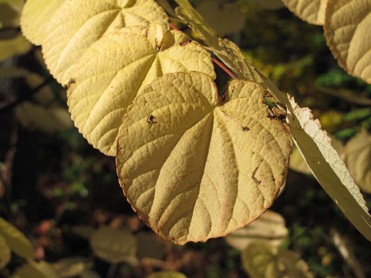 Изображение особи Cercidiphyllum magnificum.