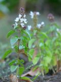 Ocimum basilicum