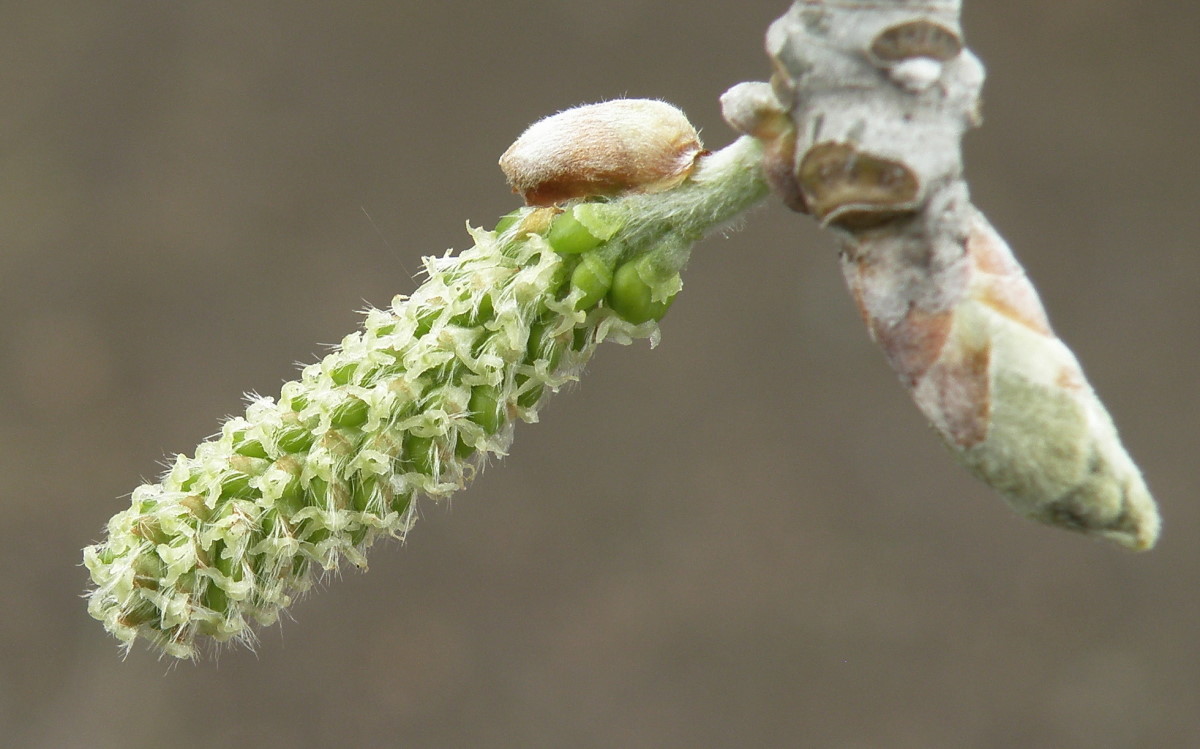 Image of Populus &times; canescens specimen.