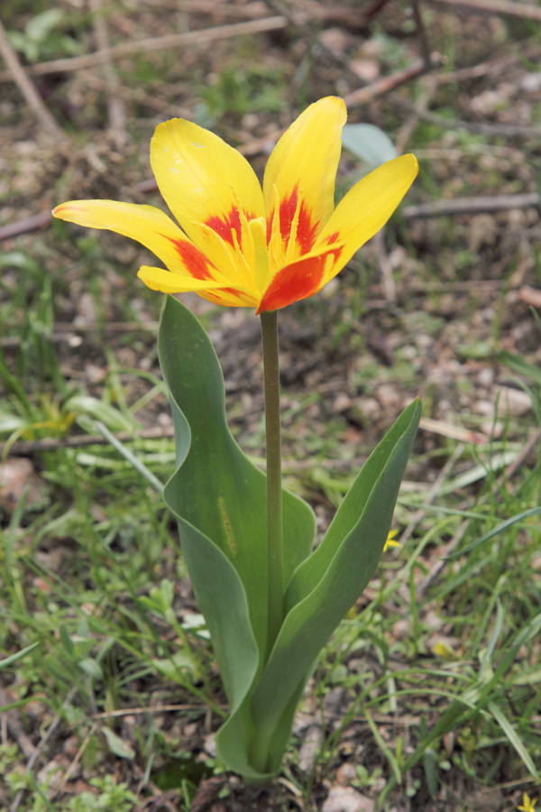 Изображение особи Tulipa tschimganica.