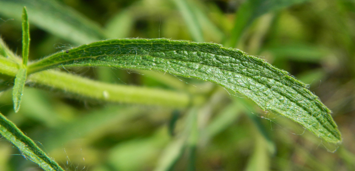 Изображение особи Stachys krynkensis.