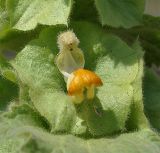 Eremostachys macrophylla