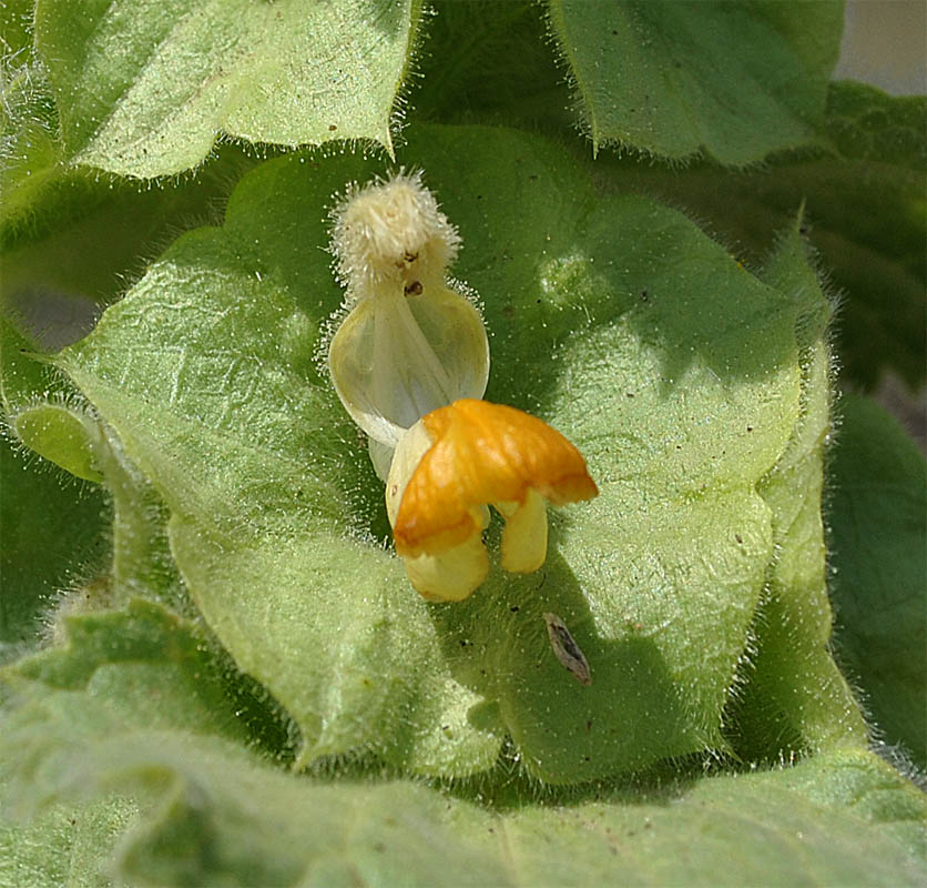 Image of Eremostachys macrophylla specimen.