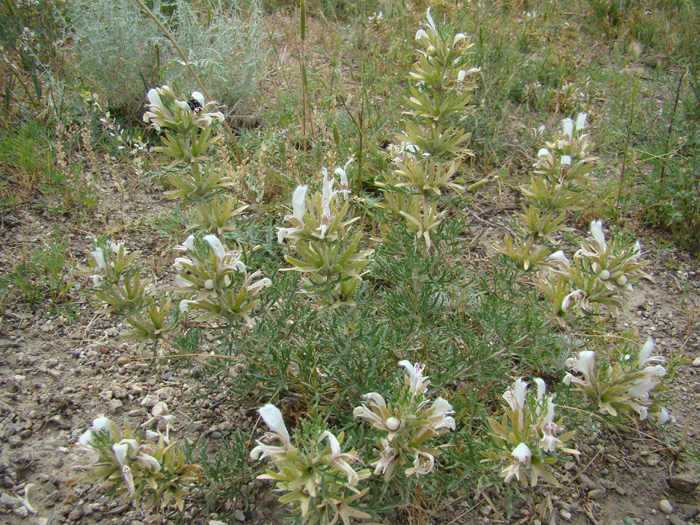 Image of Lagochilus knorringianus specimen.