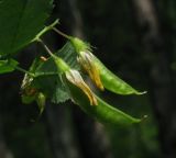 Melilotoides platycarpos