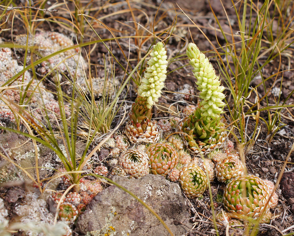 Image of Orostachys spinosa specimen.