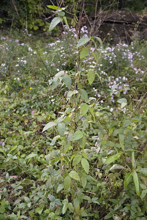 Image of Glycine soja specimen.