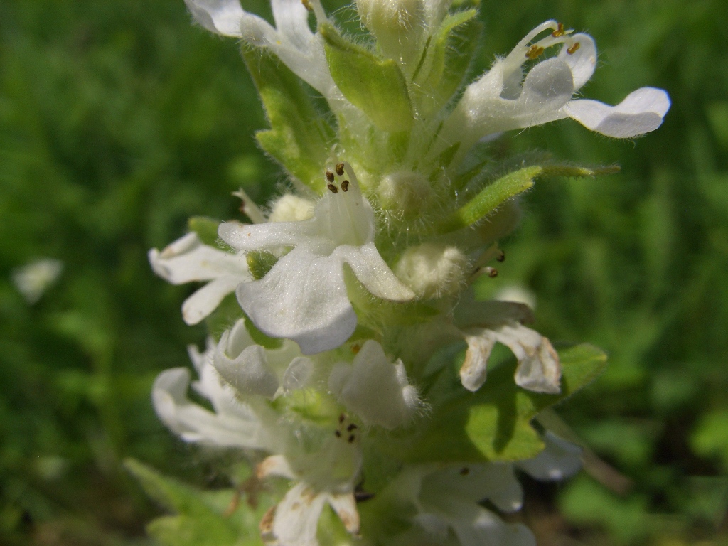 Image of Ajuga genevensis specimen.