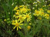 Смотреть изображение Senecio vernalis