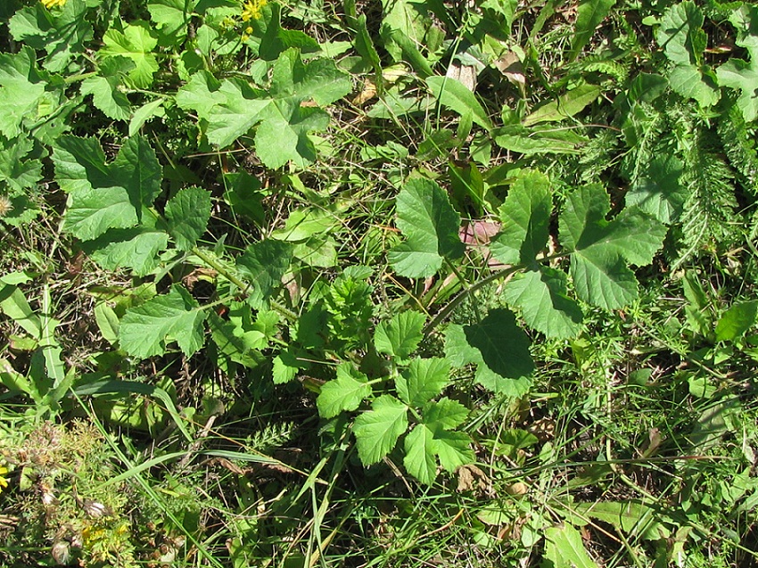 Image of Heracleum sibiricum specimen.