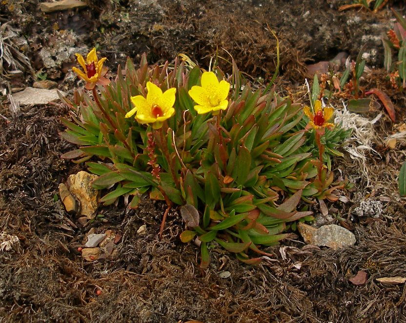 Image of Saxifraga hirculus specimen.