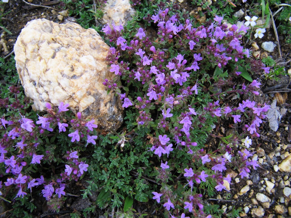 Image of genus Thymus specimen.