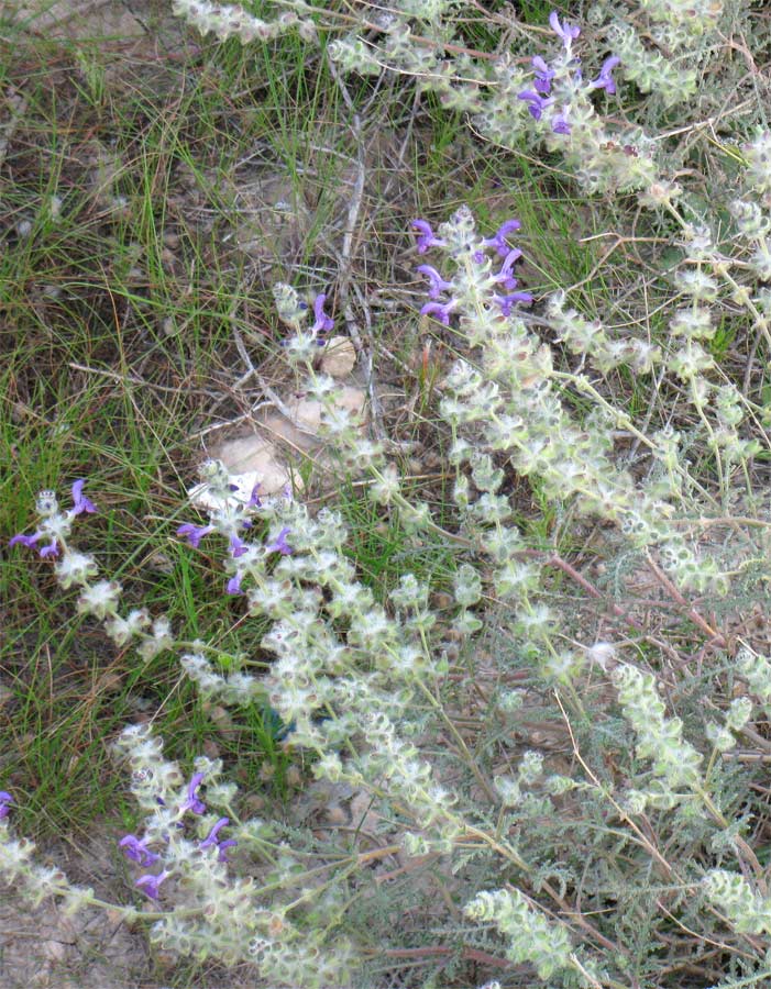 Изображение особи Salvia lanigera.