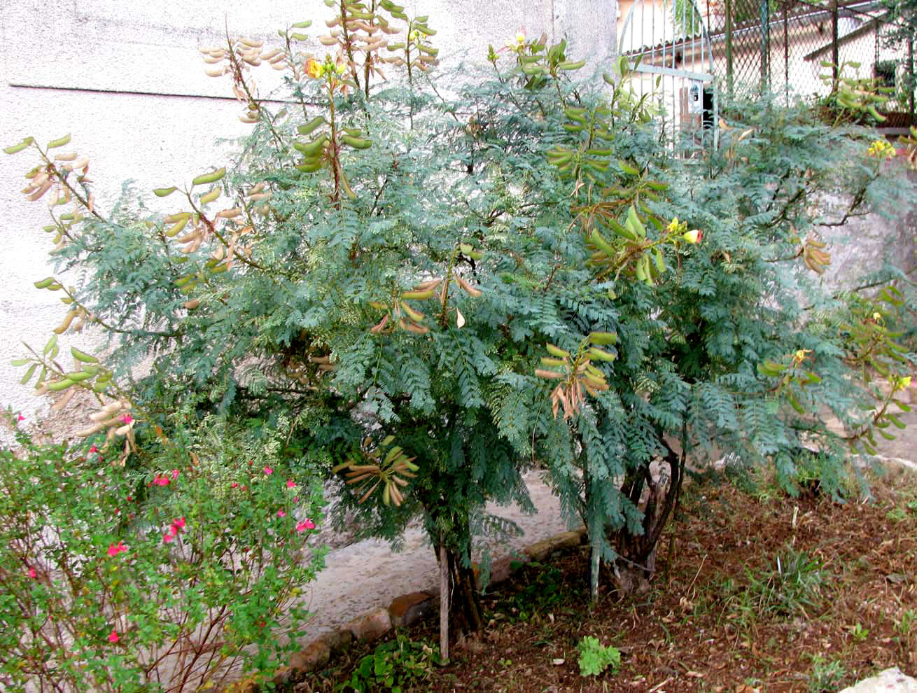 Image of Caesalpinia gilliesii specimen.