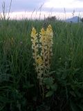 Orobanche lutea