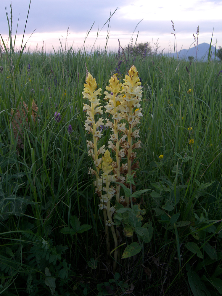 Image of Orobanche lutea specimen.