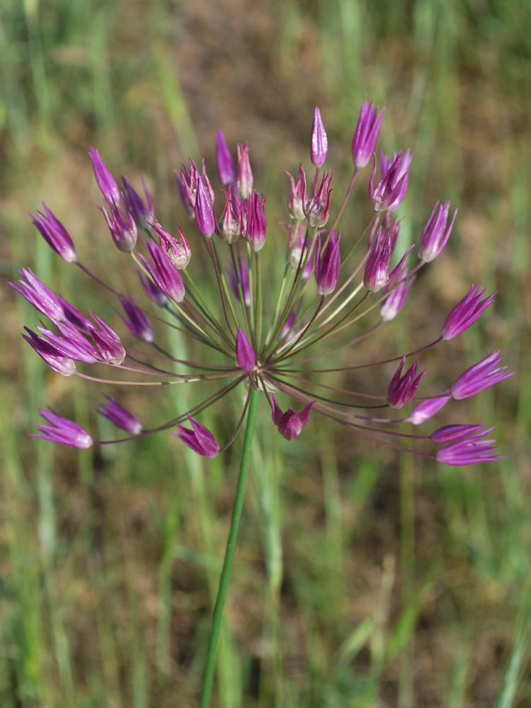 Изображение особи Allium longiradiatum.