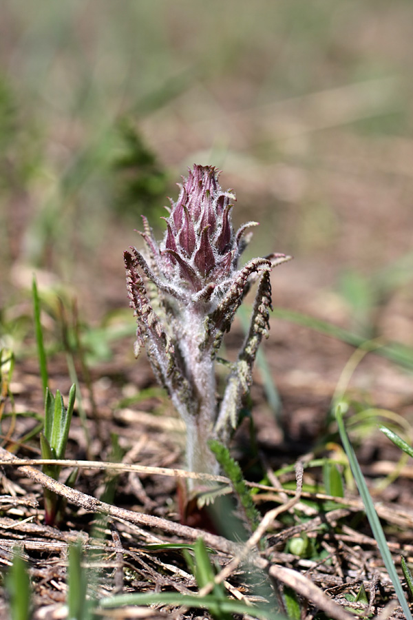 Image of Pedicularis olgae specimen.