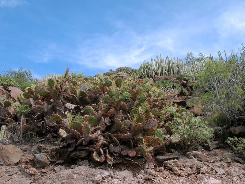 Изображение особи Opuntia dillenii.