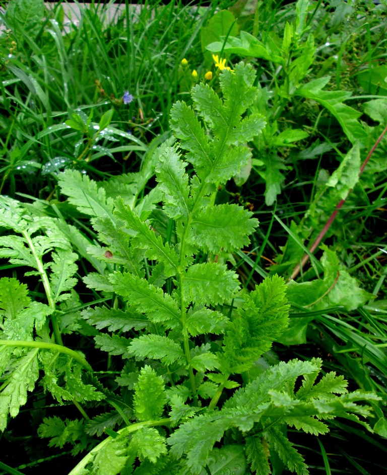 Изображение особи Tanacetum vulgare.