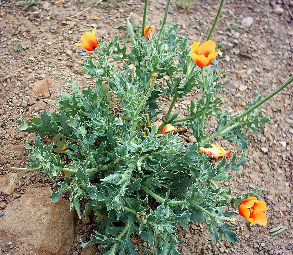 Изображение особи Glaucium corniculatum.