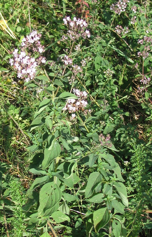 Image of Origanum vulgare specimen.