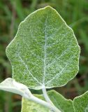 Populus alba. Молодой лист. Украина, г. Запорожье, балка между Космическим мкрн. и Опытной станцией. 03.05.2013.