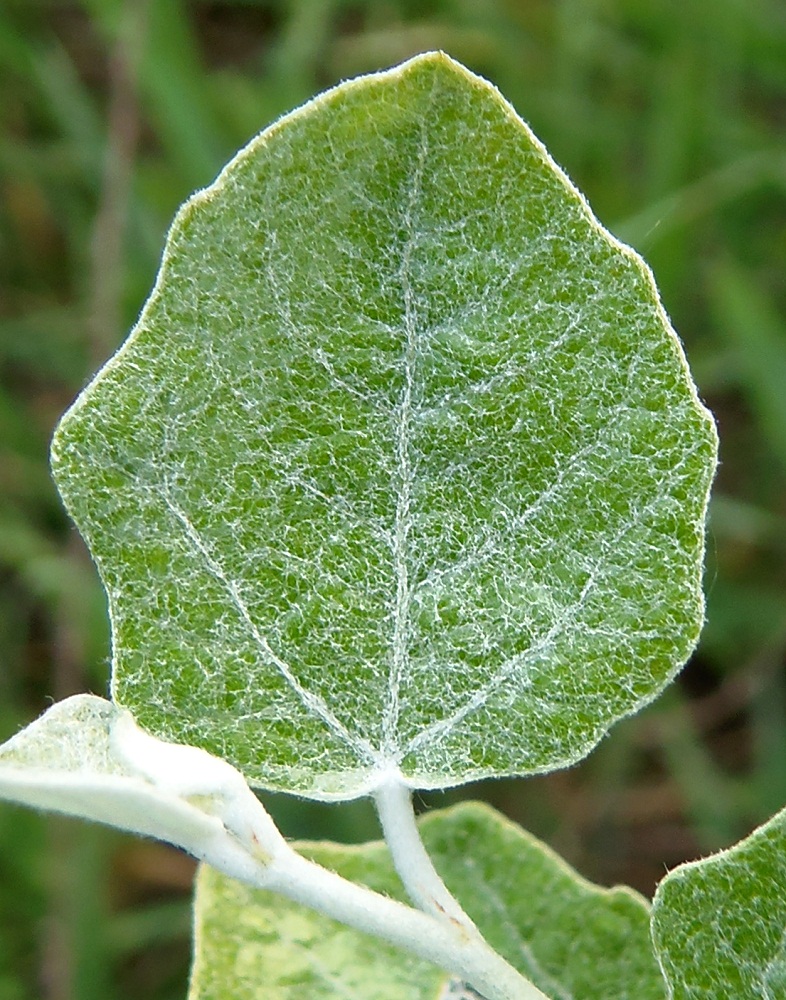 Image of Populus alba specimen.