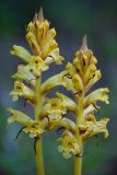 Смотреть изображение Orobanche laxissima