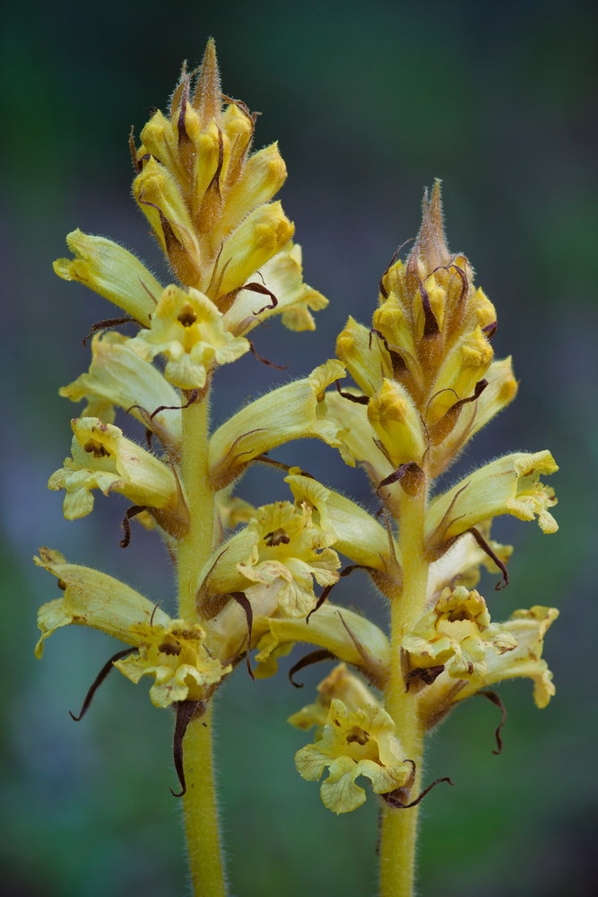 Image of Orobanche laxissima specimen.