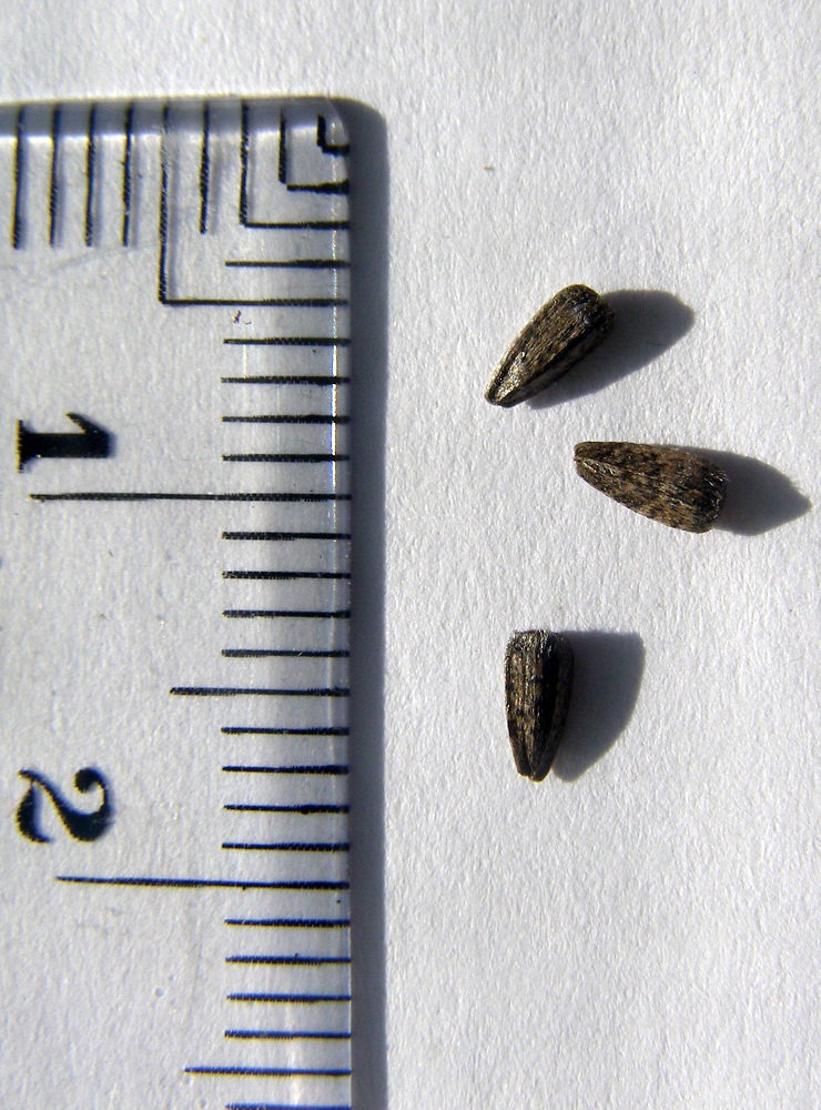 Image of Helianthus mollis specimen.