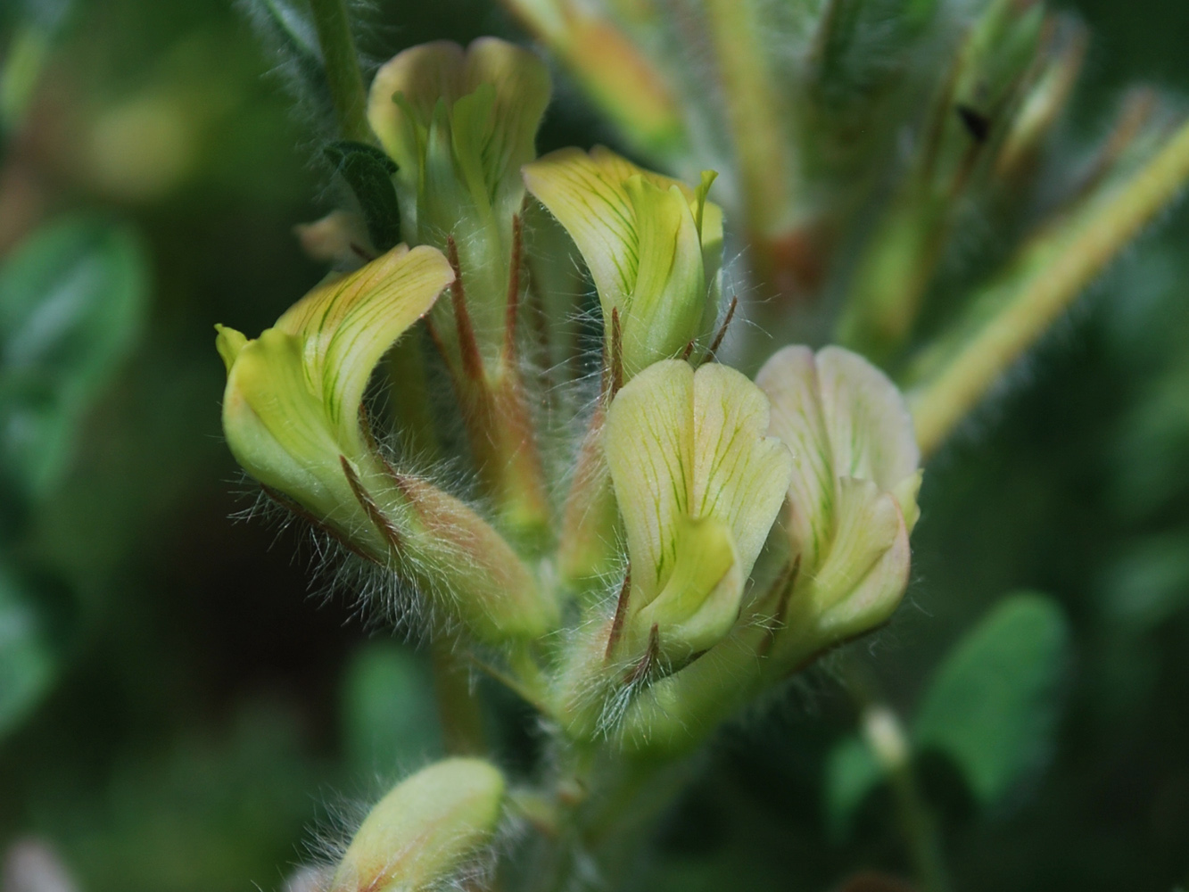 Image of Astragalus mucidus specimen.