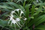 Hymenocallis speciosa