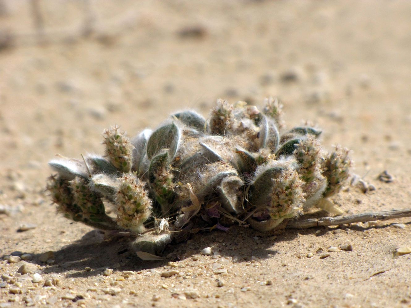 Image of Plantago ciliata specimen.