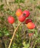 Rosa &times; malmundariensis