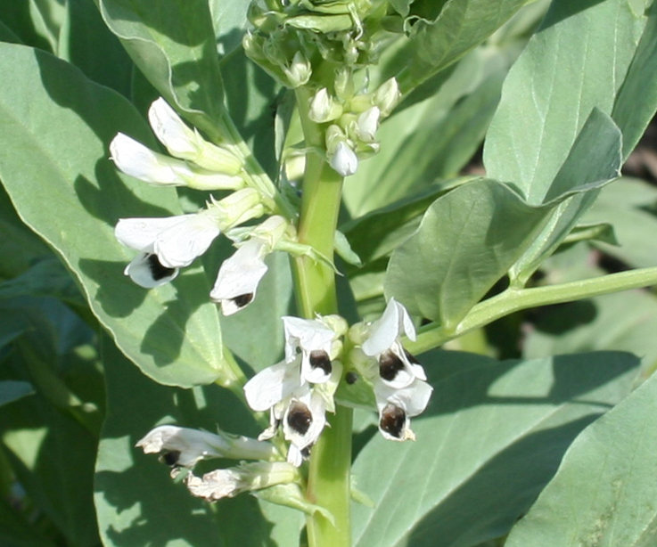 Image of Vicia faba specimen.