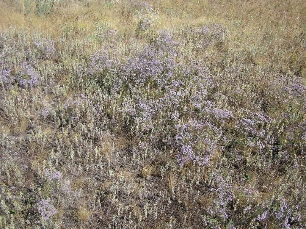 Image of Limonium sareptanum specimen.